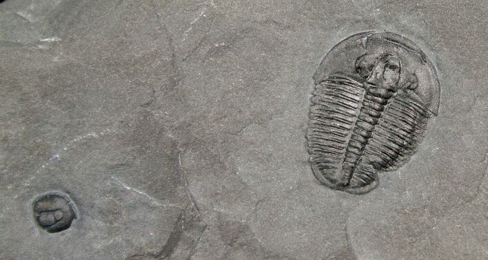 Inch Elrathia Trilobite In Matrix - U-Dig #2928